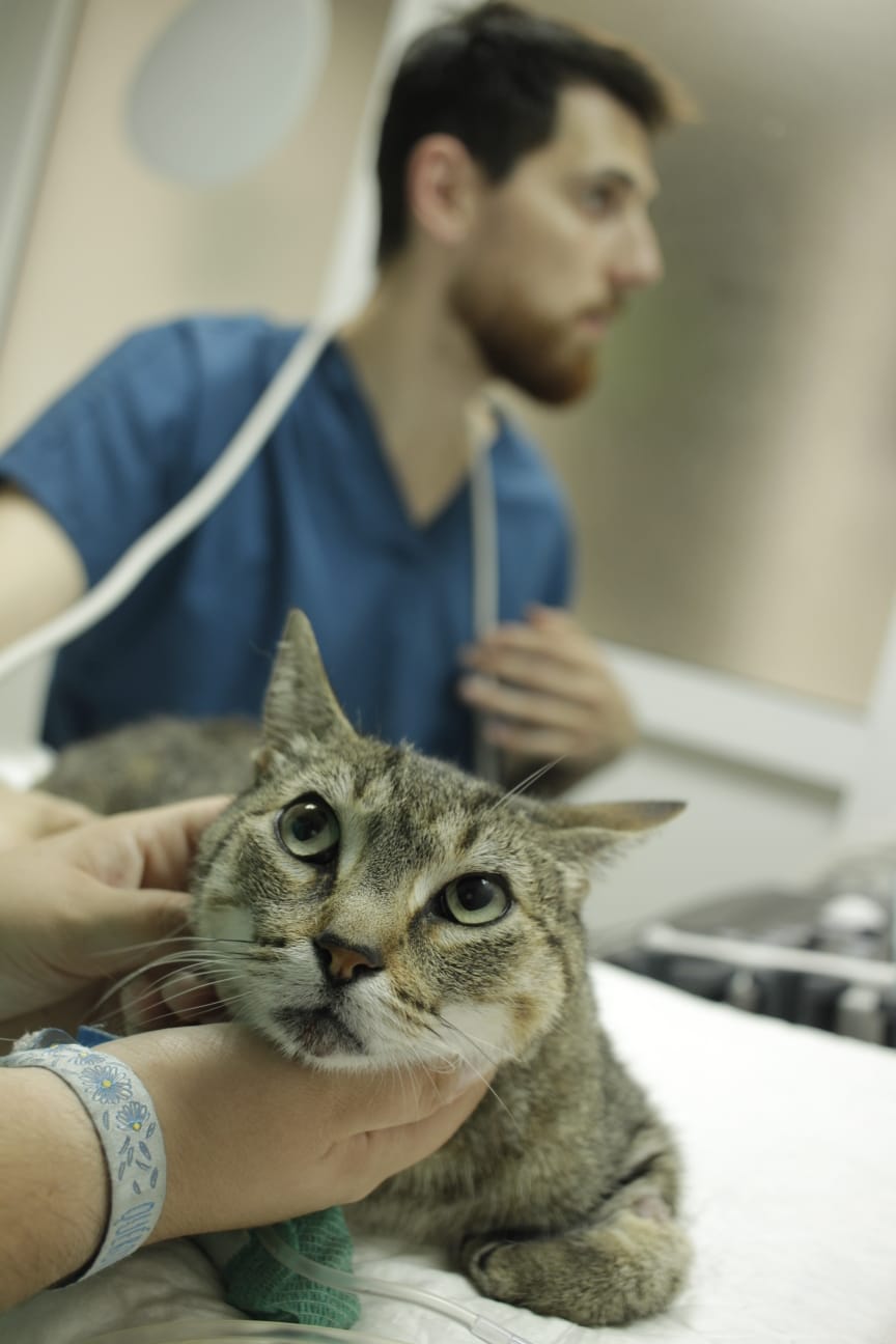 Veterinario realizando ecografía